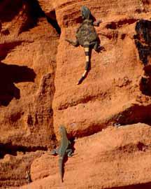 Lizzards, Valley of Fire